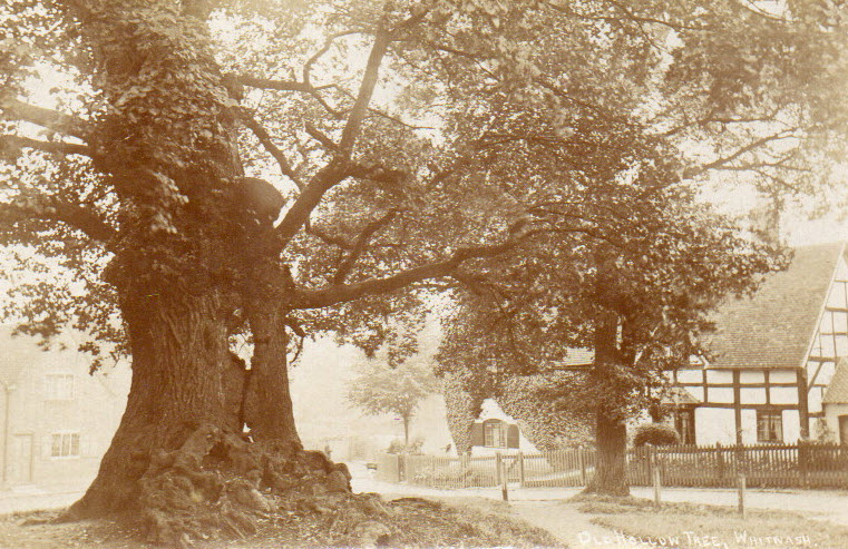 Old Tree Whitnash